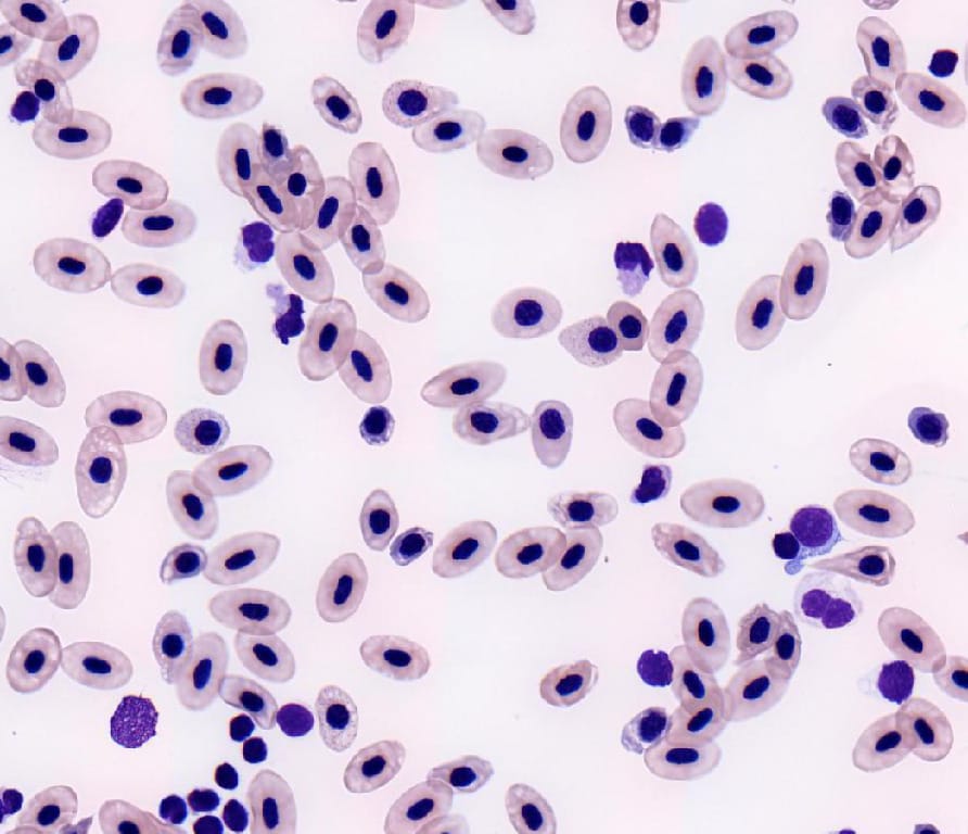Histology Prepared Microscope Slides
