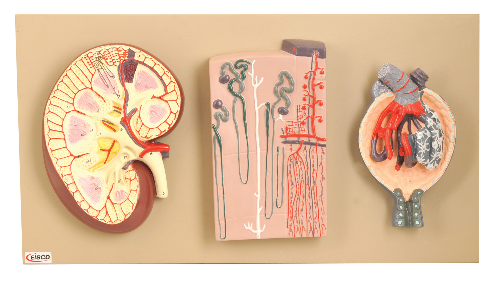 Eisco® Kidney, Nephron and Glomerulus Model