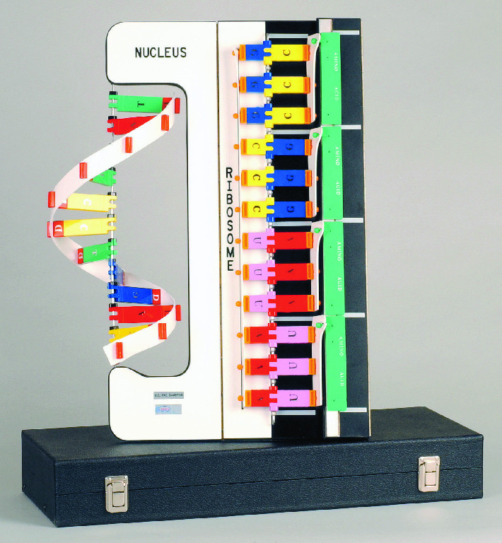 DNA-RNA-Protein Synthesis Model