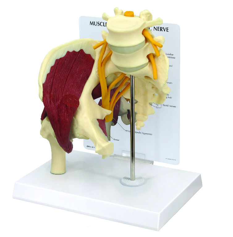 GPI Anatomicals® Muscled Hip with Sciatic Nerve Model