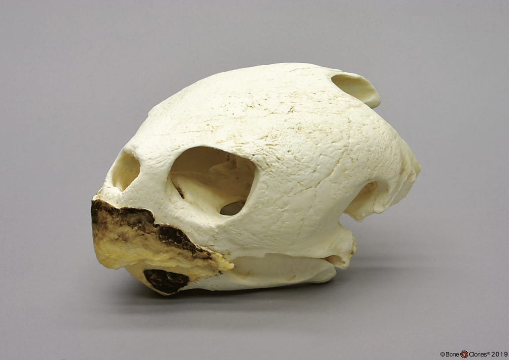 BoneClones® Animal Skulls, Reptilian