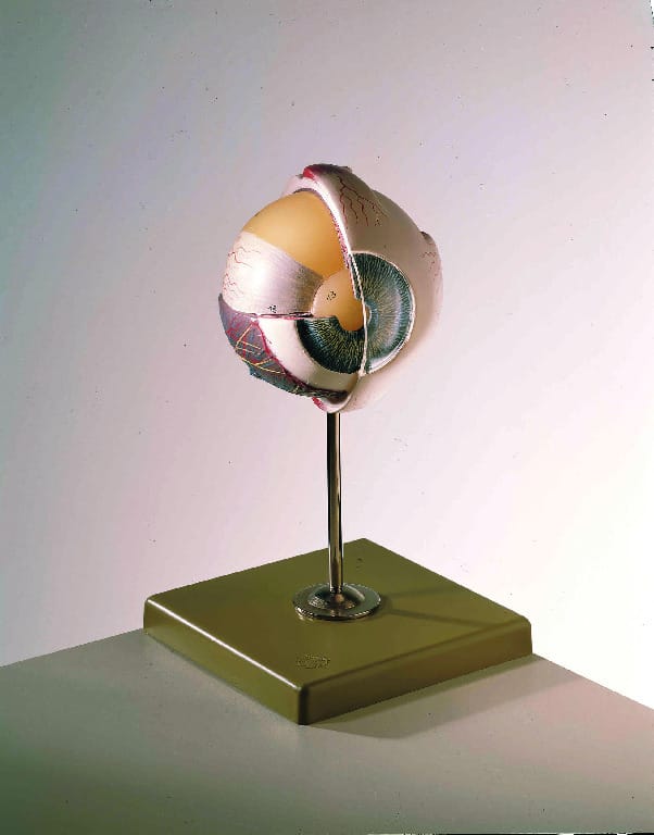 Somso® Eye Model