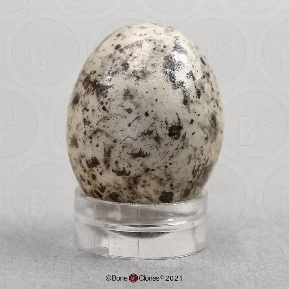 Bone Clones® North American Bird Eggs