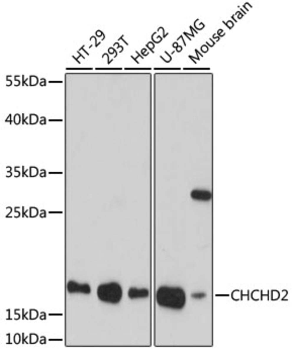 Anti-CHCHD2 Rabbit Polyclonal Antibody | VWR, part of Avantor