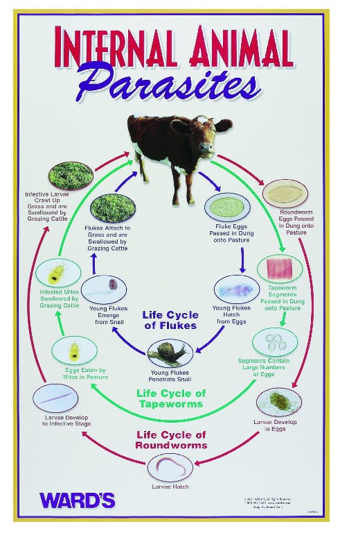 Ward's® Internal Animal Parasites Poster