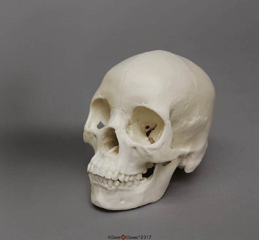 BoneClones® Regional Human Skulls