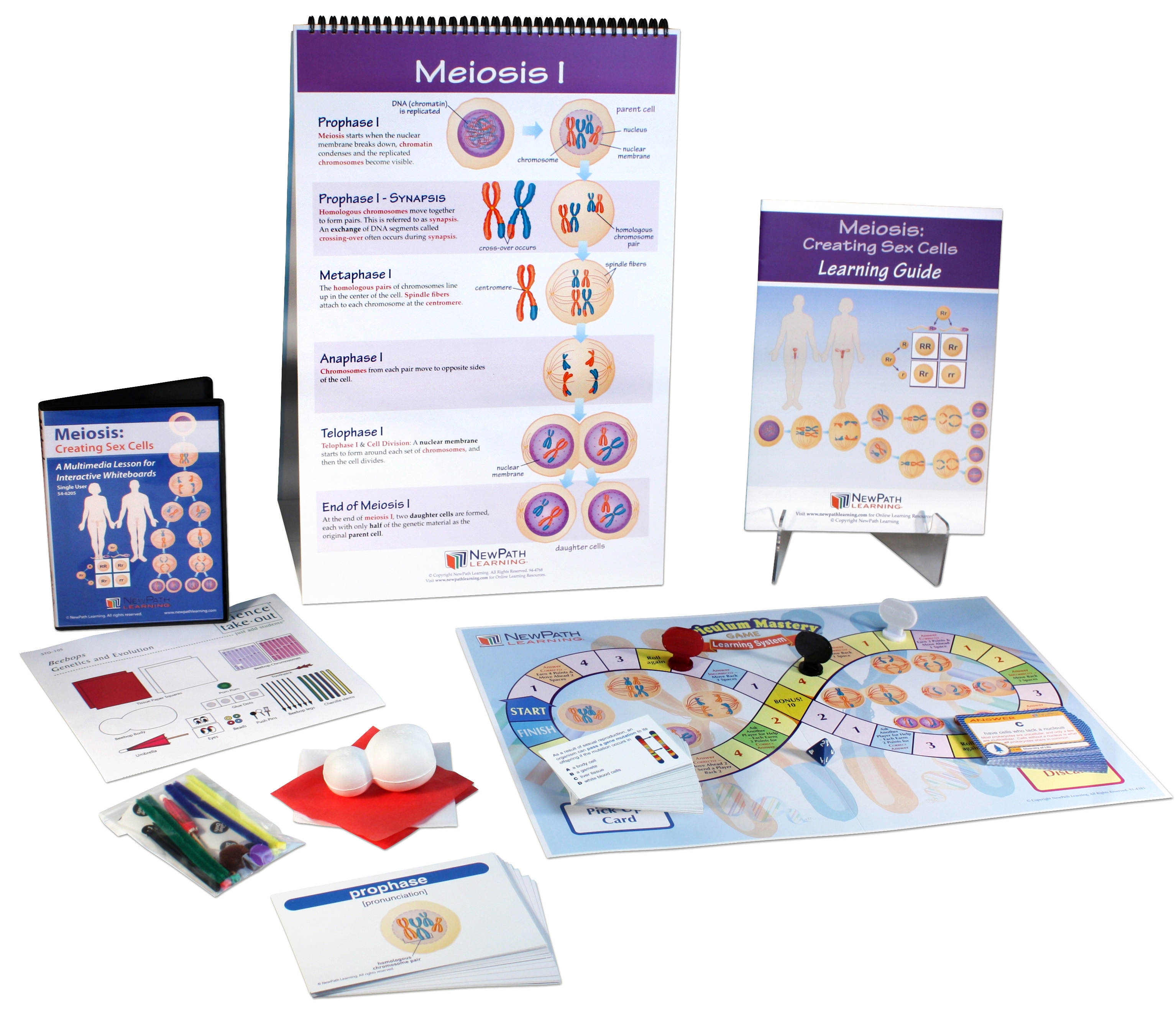 Meiosis Curriculum Learning Module