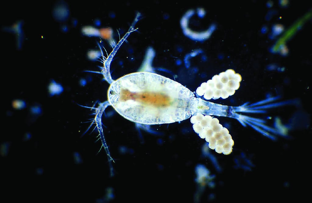 Ward's® Freshwater Copepods