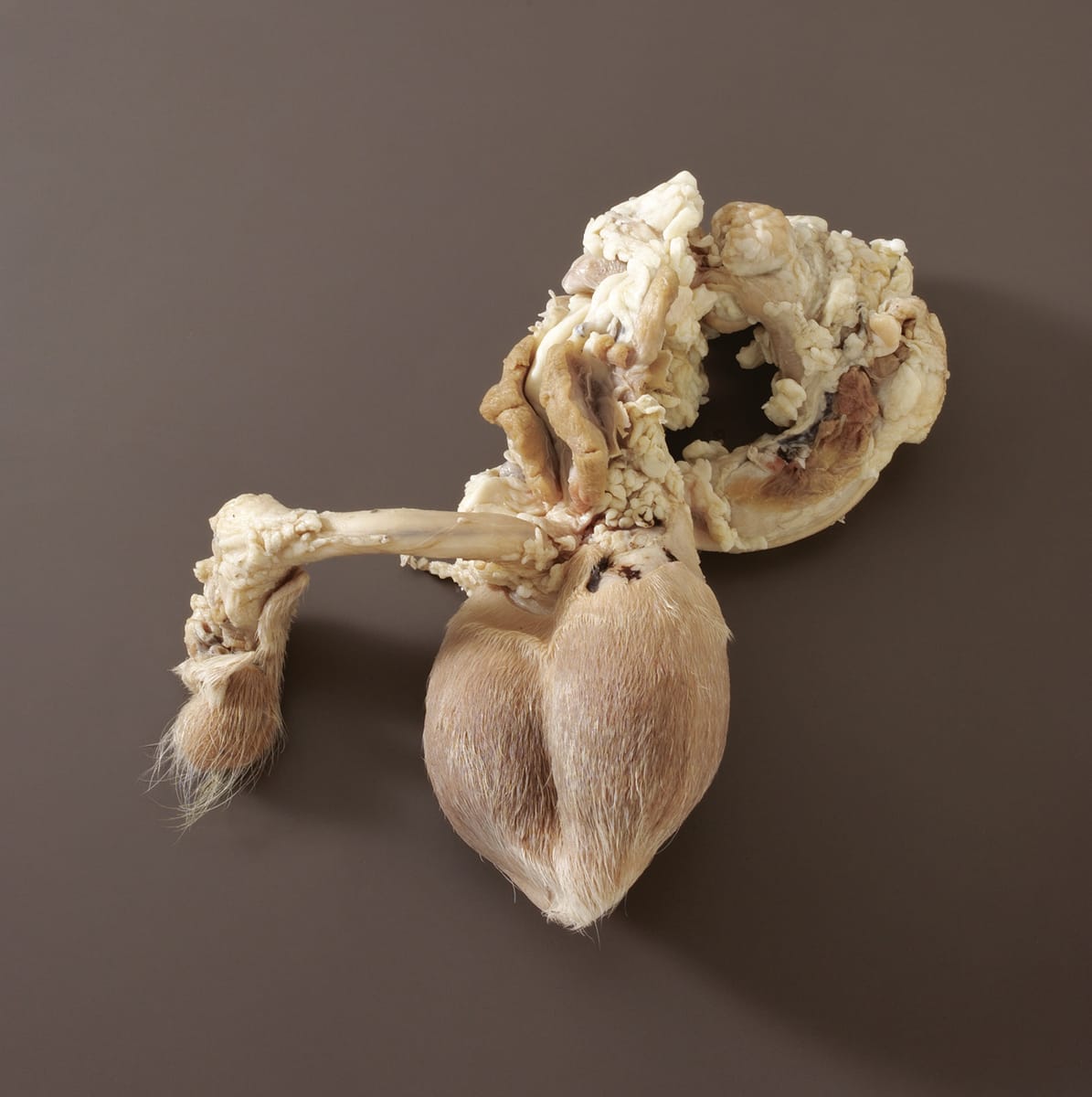 Ward's® Pure Preserved Ram Reproductive Organs