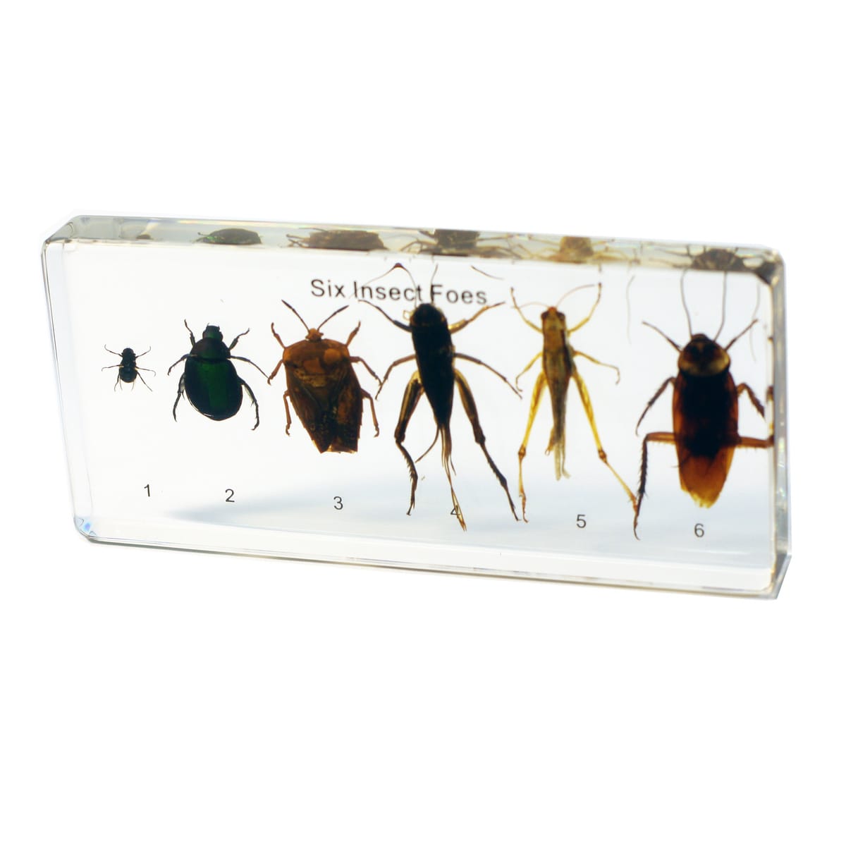 Insect Foes Plastomount