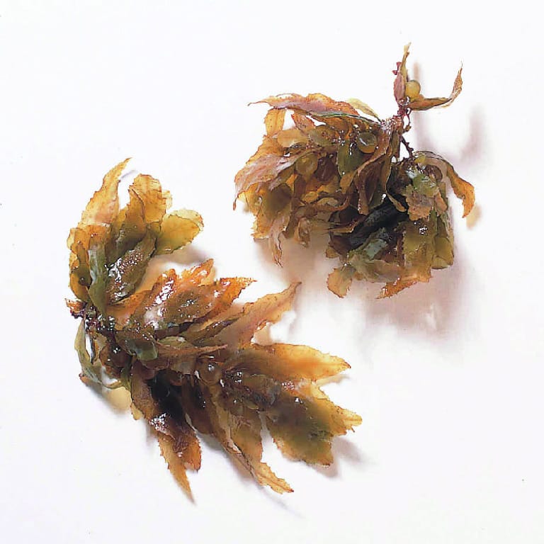 Sargassum