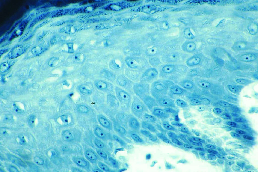 Intercellular Bridges Slide