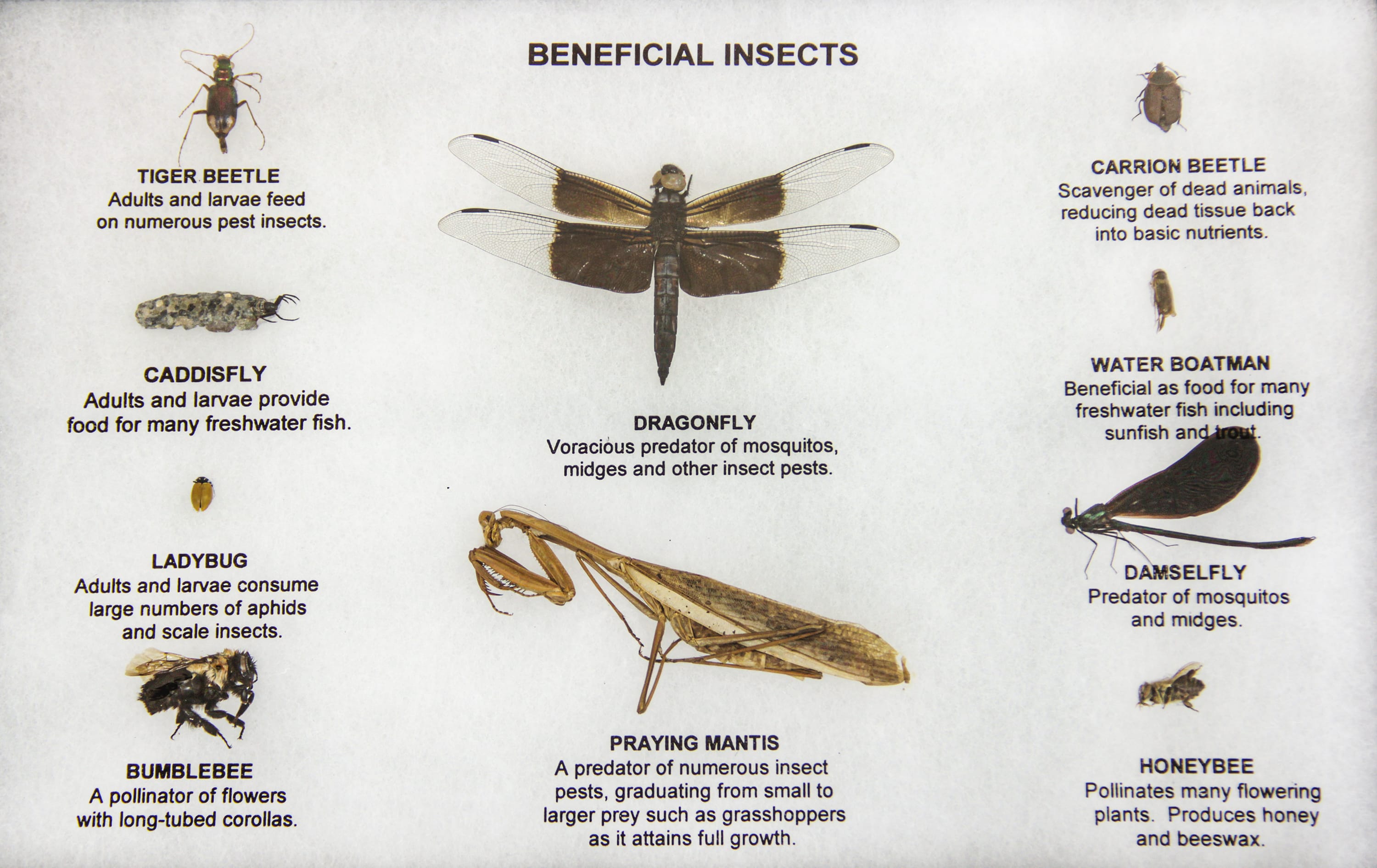 Beneficial Insects Riker Mount
