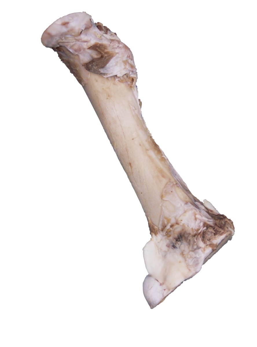 Cow Longitudinal Section of Bone