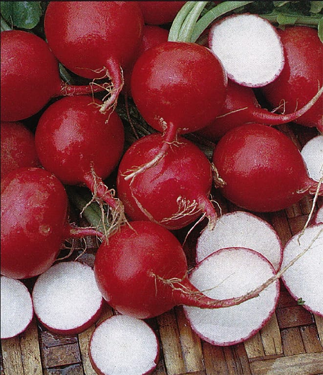 Vegetable Seeds