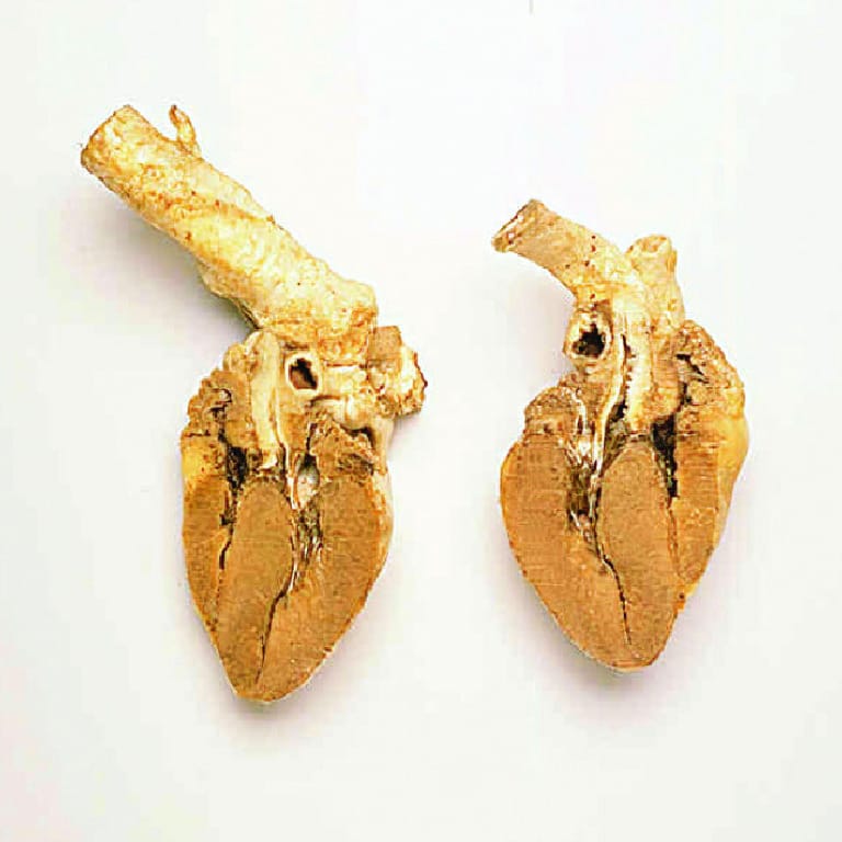 Select Freeze-Dried Sheep Heart