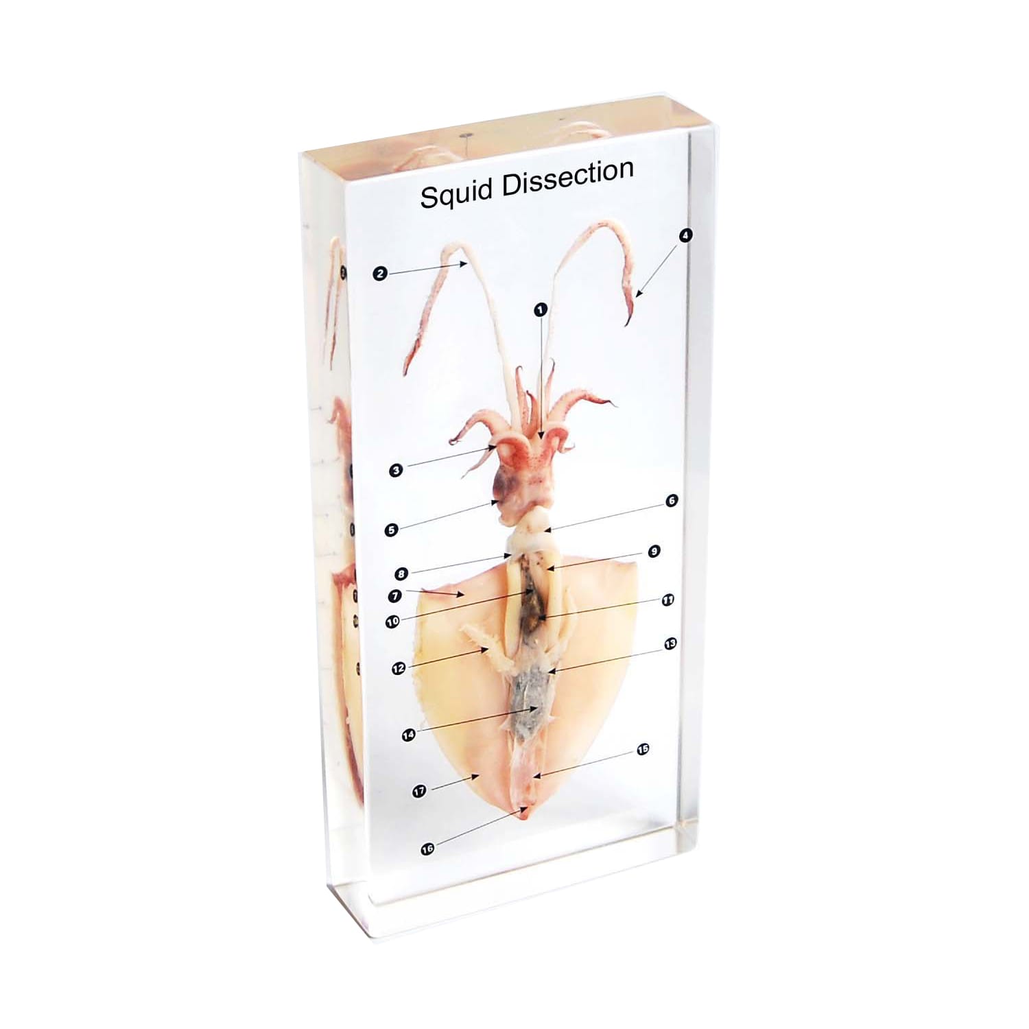 Squid Dissection Plastomount