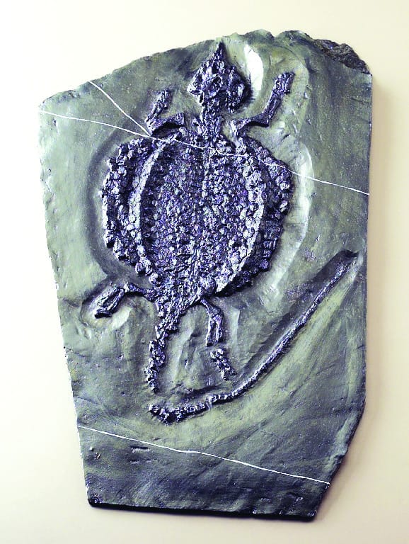 Sinocyamodus xinpuensis (Triassic)