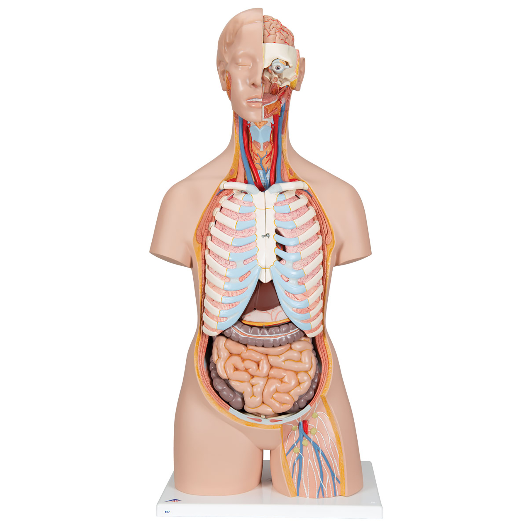 3B Scientific® Classic Unisex Torsos
