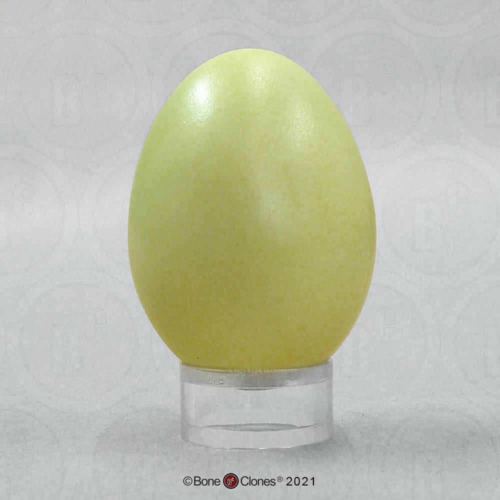 Bone Clones® North American Bird Eggs