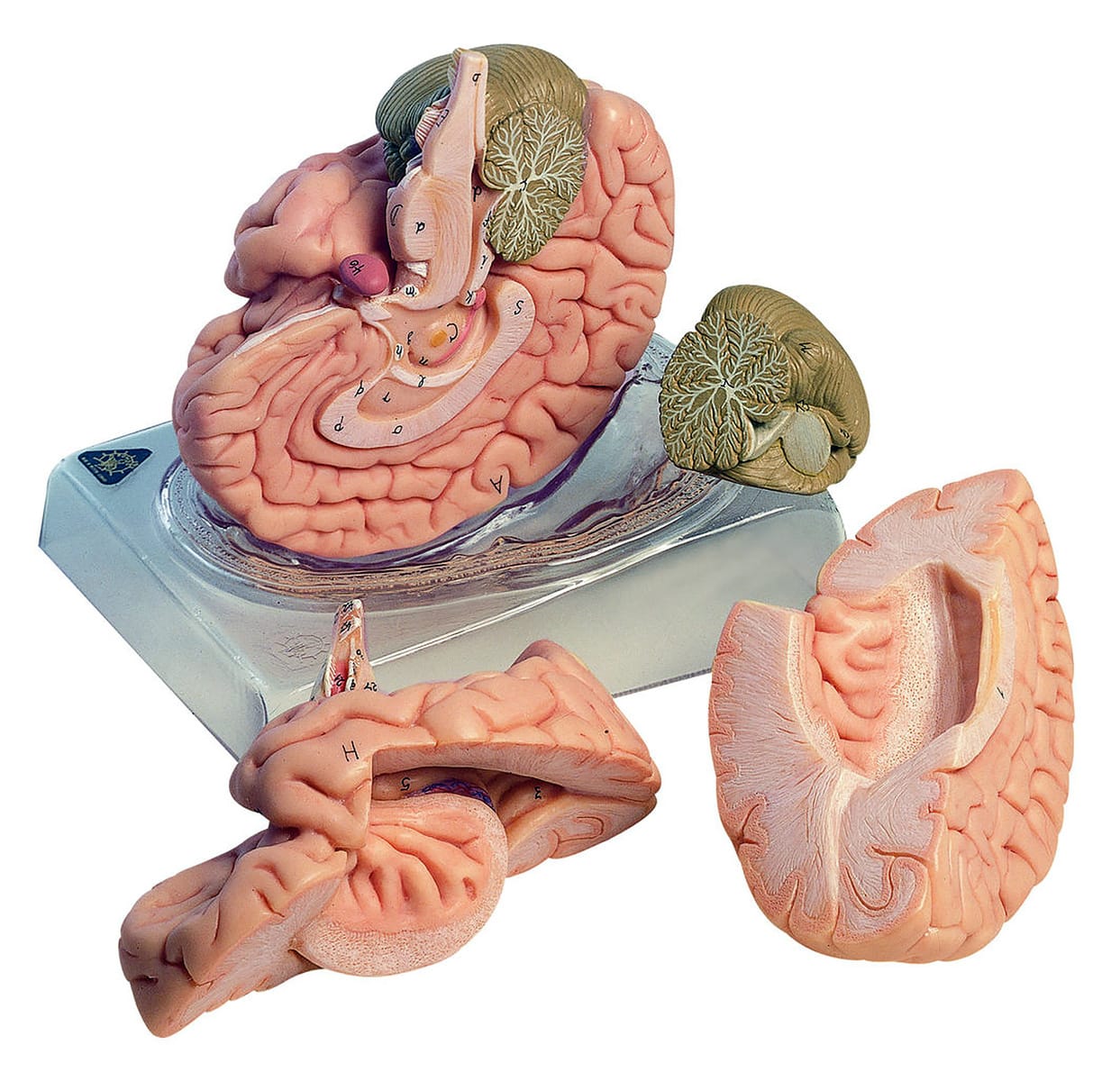 Somso® Brain