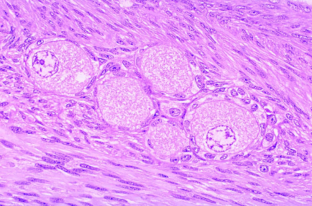 Introductory Histology - Thin Sections Slide Set