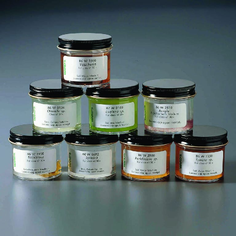 Ward's® Live Algae Classification Set