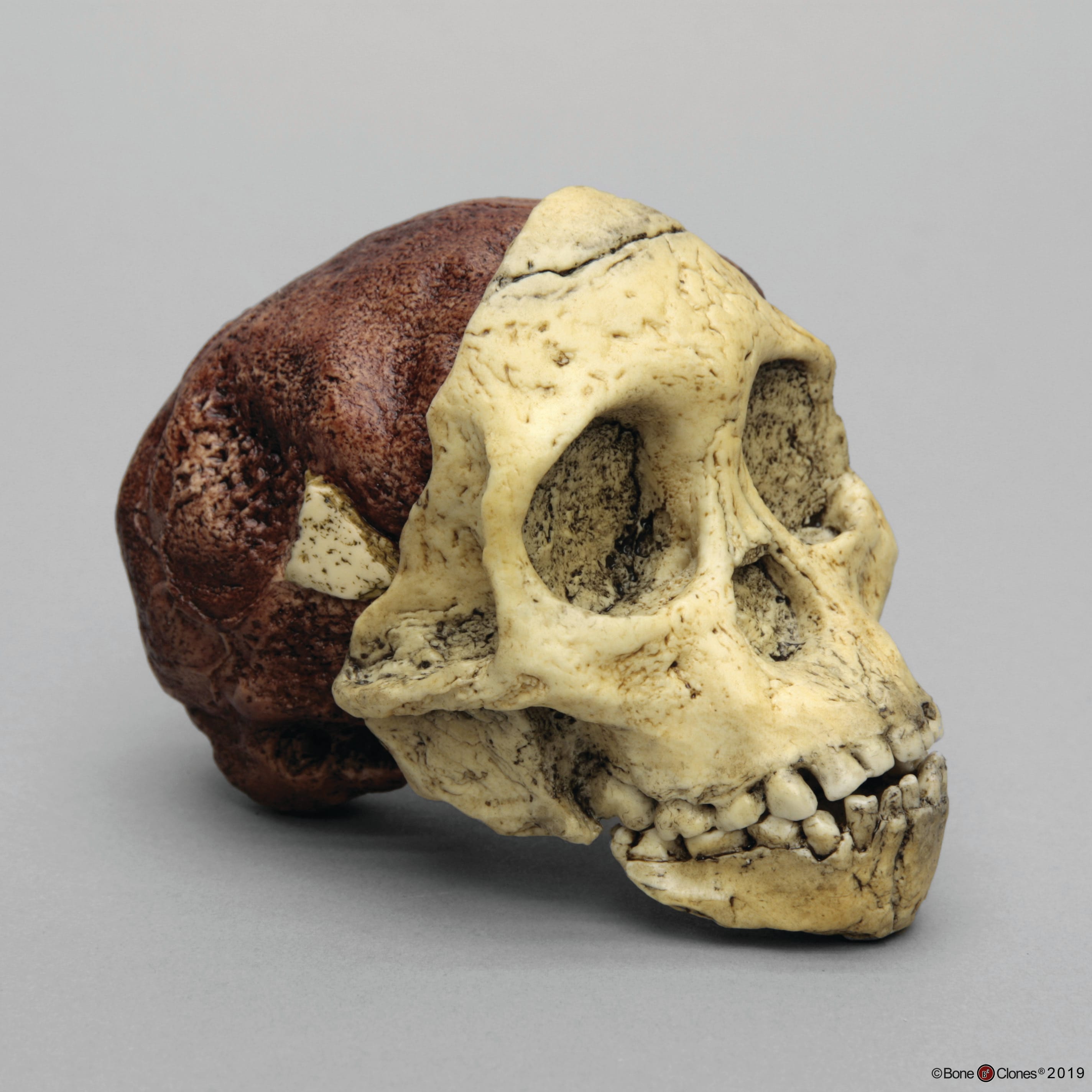 Bone Clones® Hominids Skull Series