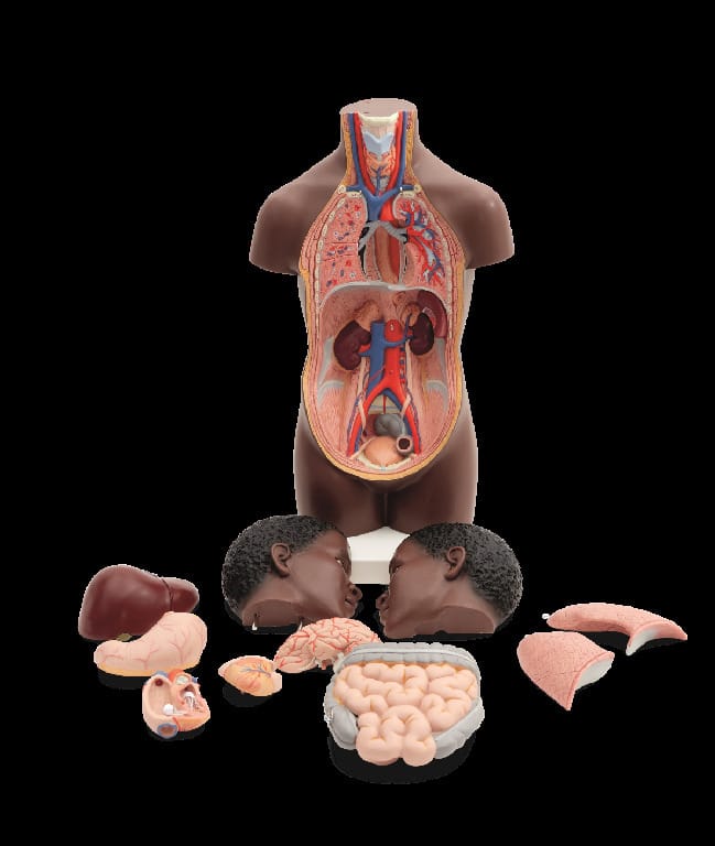 3B Scientific® Half-Size Torso