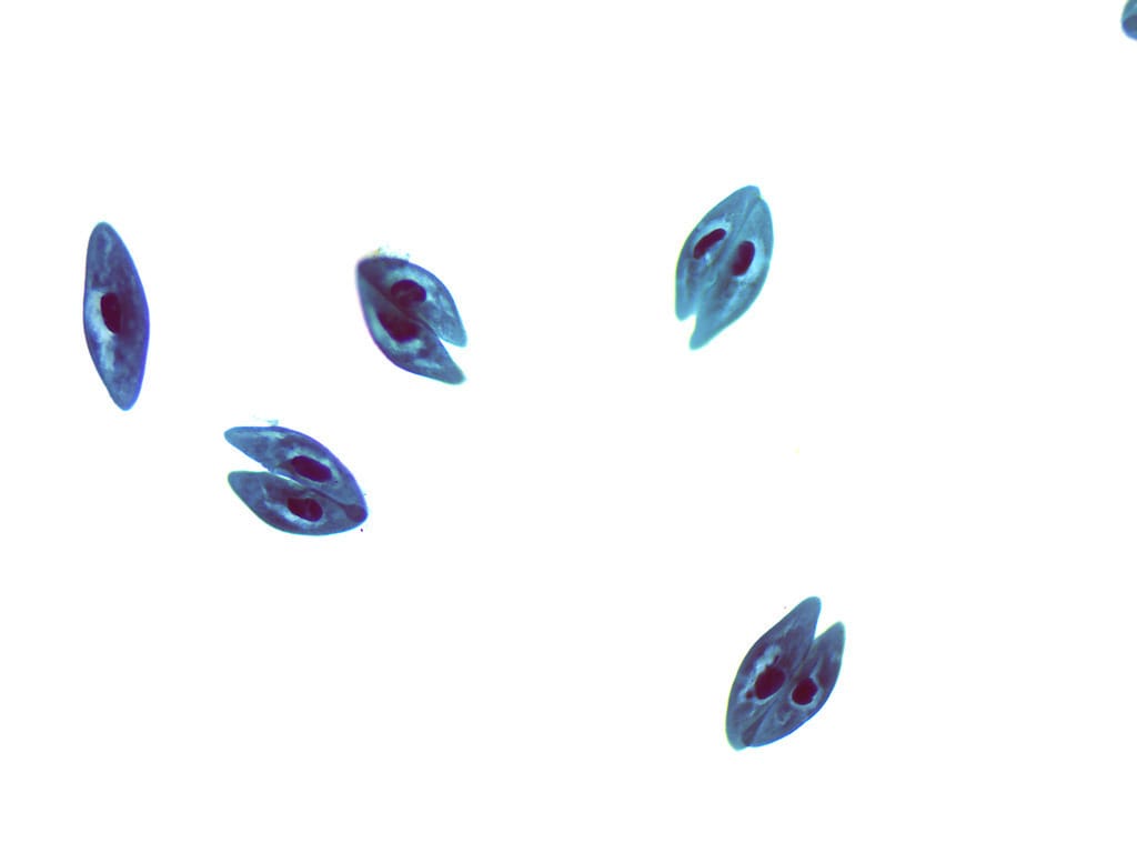 Paramecium, Conjugation Slide