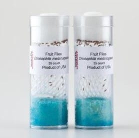 Live Drosophila melanogaster - Standard Crosses, Ward's Science