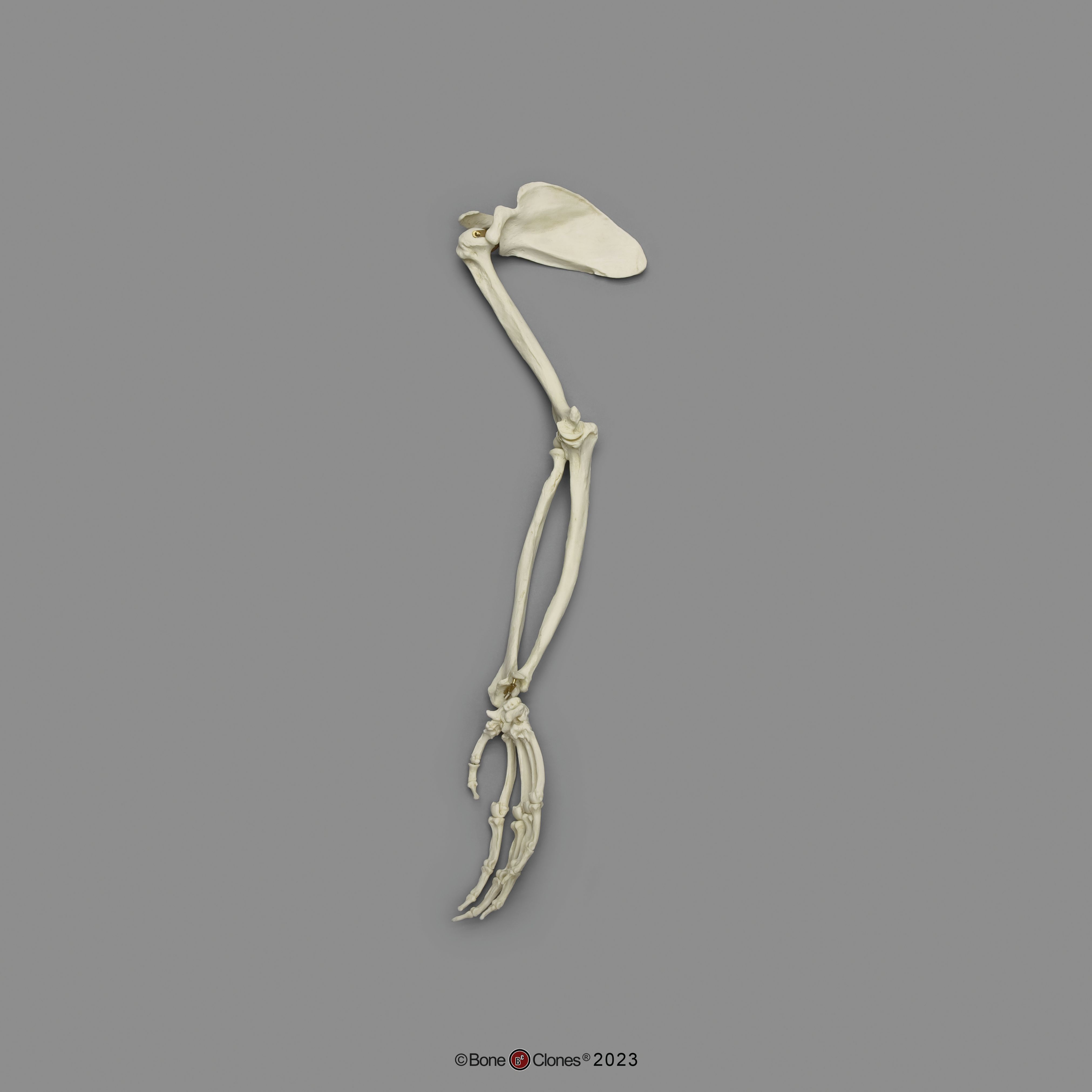 BoneClones® Limbs for Anatomical Comparison