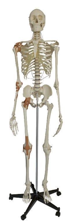 Rudiger® Ligamentary Skeleton