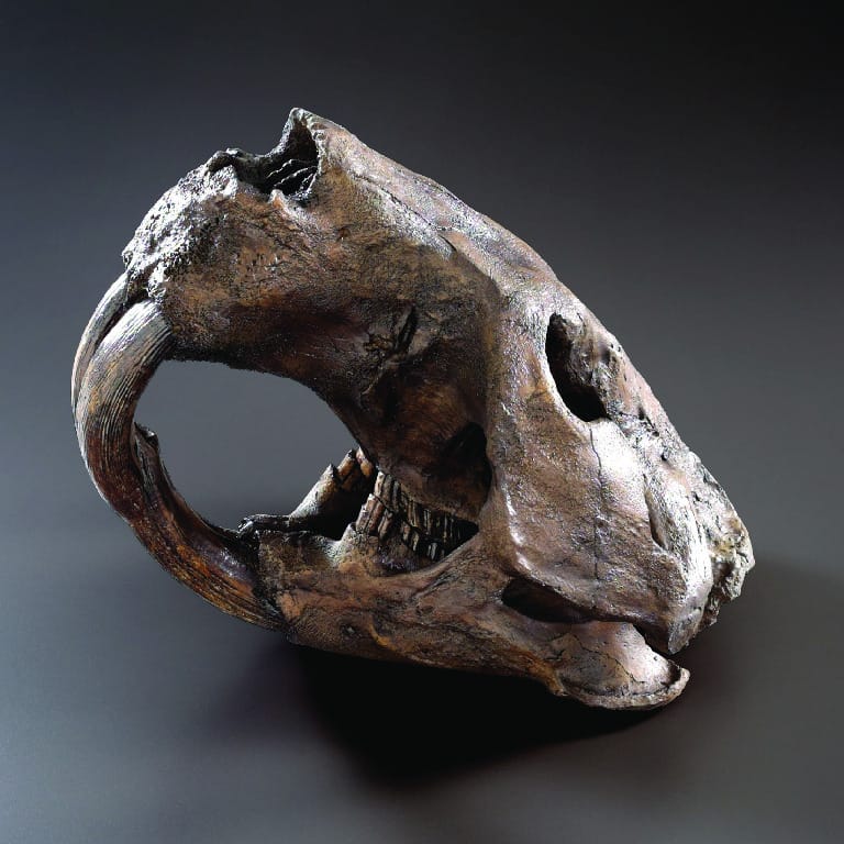 BoneClones® Giant Fossil Beaver Skull, Tarpit Finish