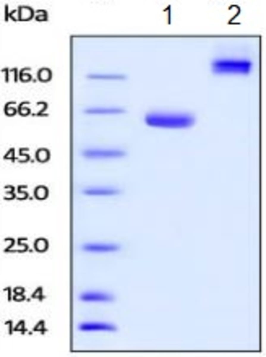Human Recombinant BTN1A1 (from HEK293 cells) | VWR, part of Avantor