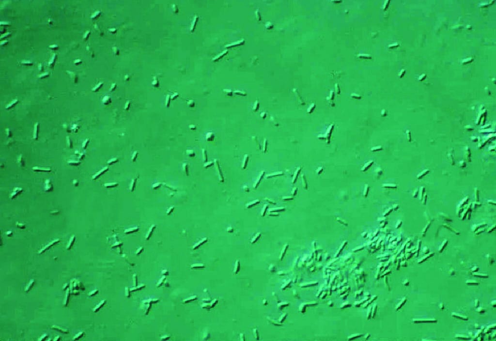 Ward's® Live Halobacterium salinarium Culture