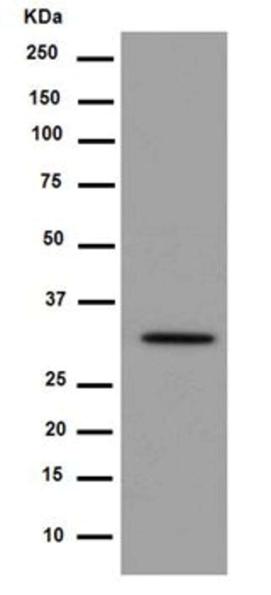 Anti-Syntaxin Rabbit Monoclonal Antibody [clone: EPR15139(B)] | VWR ...