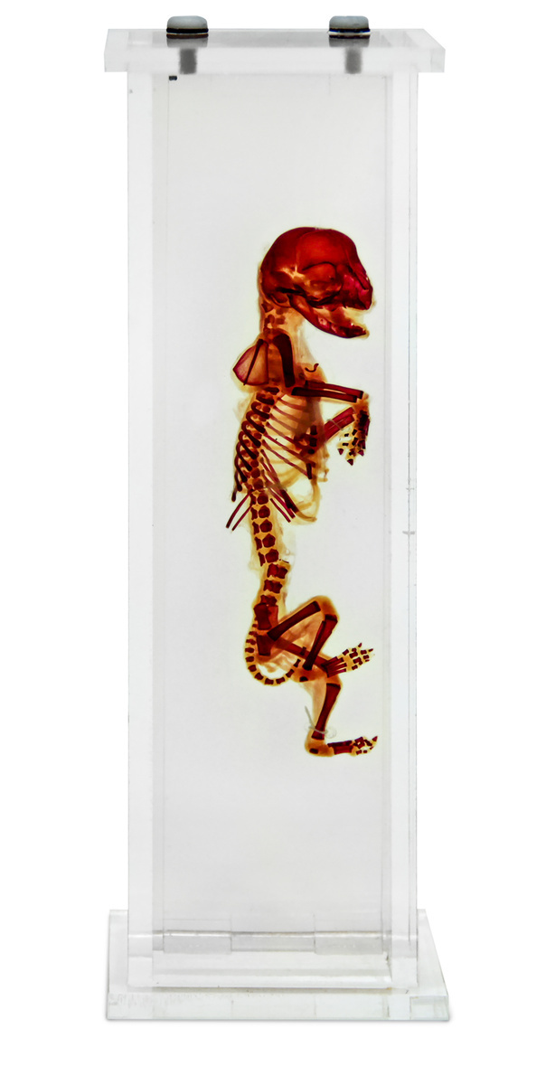 Fetal Cat Skeleton, Alizarin Mount