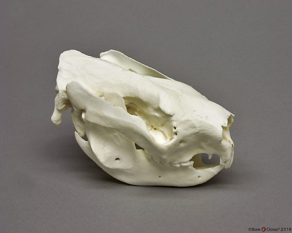BoneClones® Animal Skulls, Mammals
