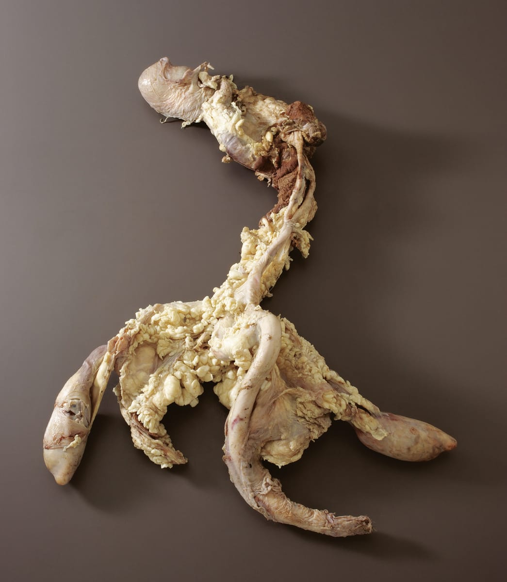Ward's® Pure Preserved Bull Reproductive Organs