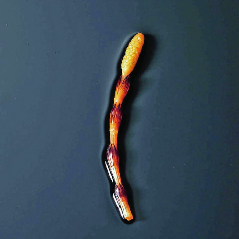 Equisetum arvense