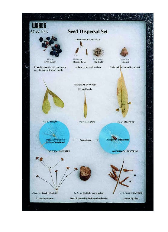 Seed Dispersal Riker Mount