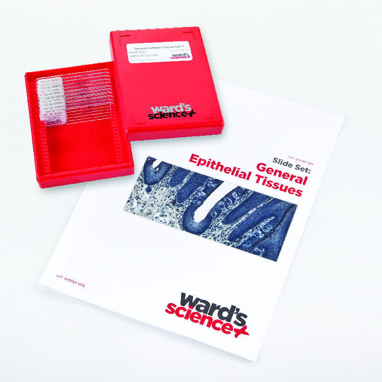 General Epithelial Tissues Slide Set