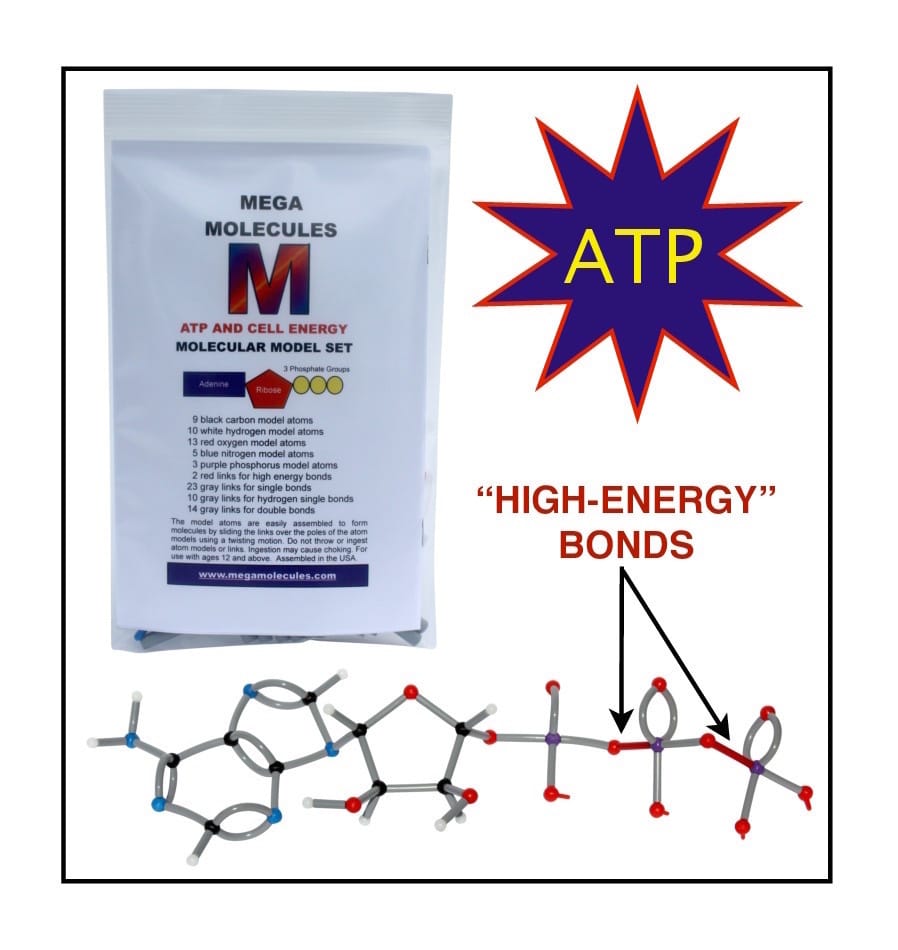 ATP and Cell Energy Model Set