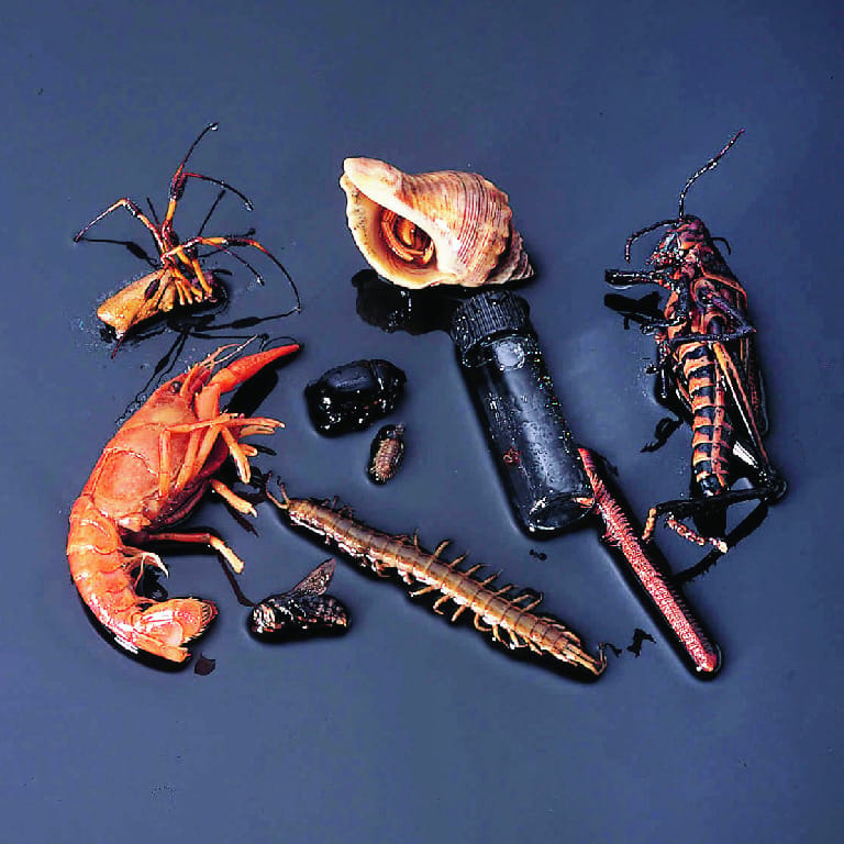 Ward's® Arthropod Collection