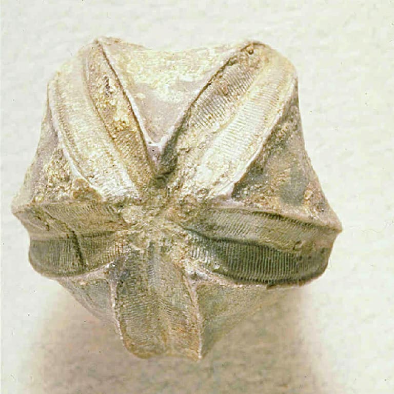 Pentremites species