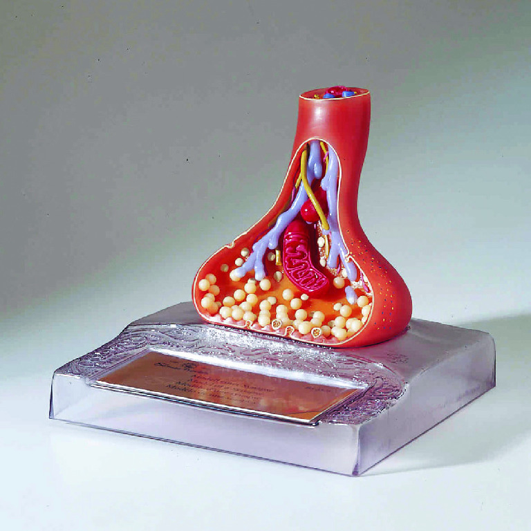 Somso® Synapse Model