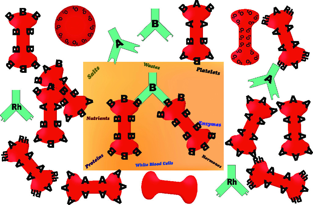 Magnetic Blood Types Made Easy Manipulatives