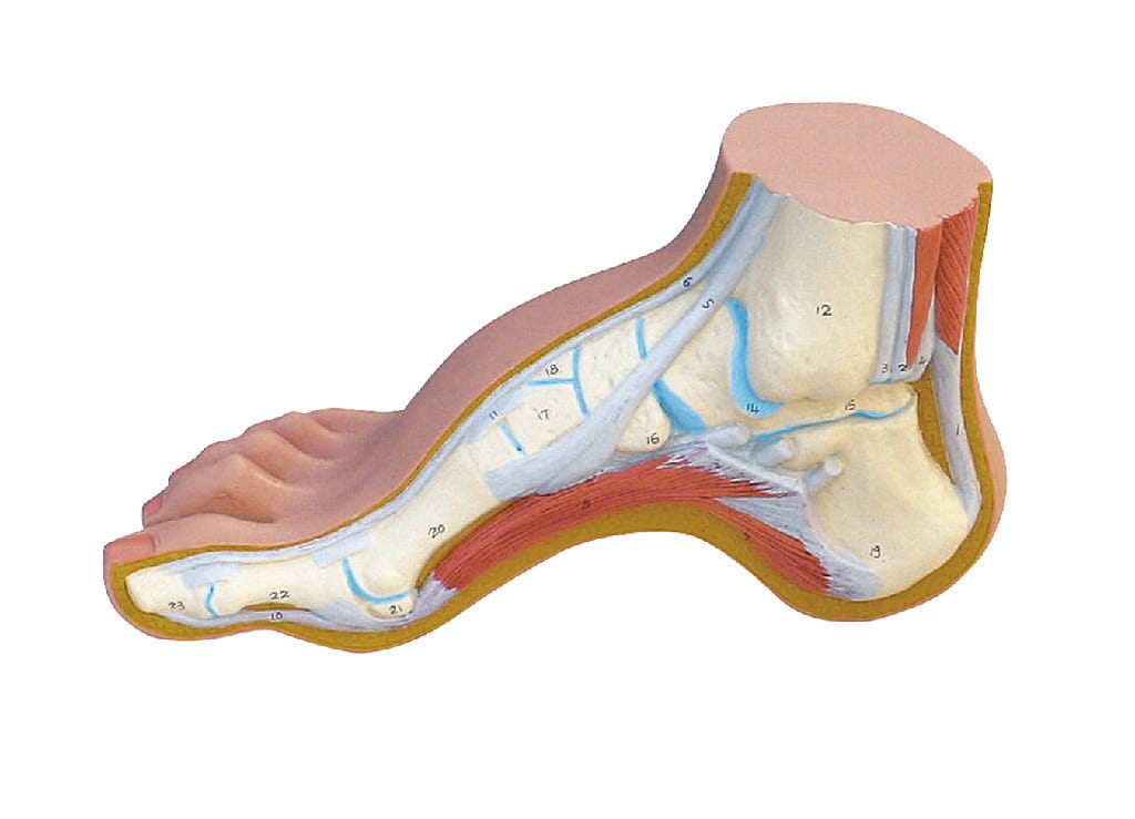 3B Scientific® Foot Structure Models