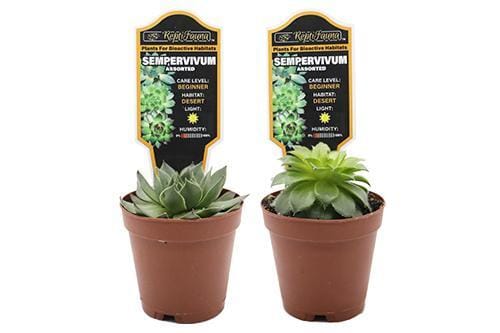 ReptiFauna Bioactive Desert Plants